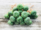 10 Seeds Rare Cactus Astrophytum Asterias