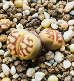 15 Seeds Lithops Dorotheae