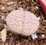 15 Seeds Rare Lithops Verruculosa