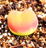 10 Seeds Rare Conophytum Maughanii Mix
