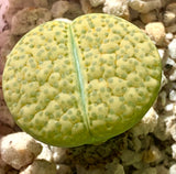 Lithops Fulviceps Aurea C363 - Sold individually