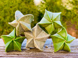10 Seeds Rare Astrophytum Myriostigma