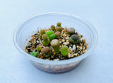 15 Seeds Lithops Lesliei Albinica