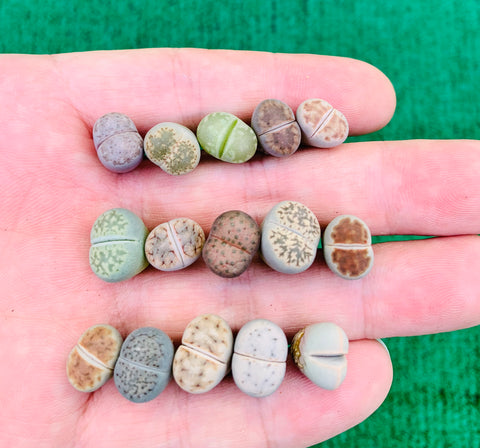 Pack of 10 Mini Lithops Plant - (0.25”-0.39”)