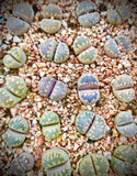 10 Seeds Lithops Otzeniana Mix