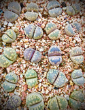 10 Seeds Lithops Otzeniana Mix