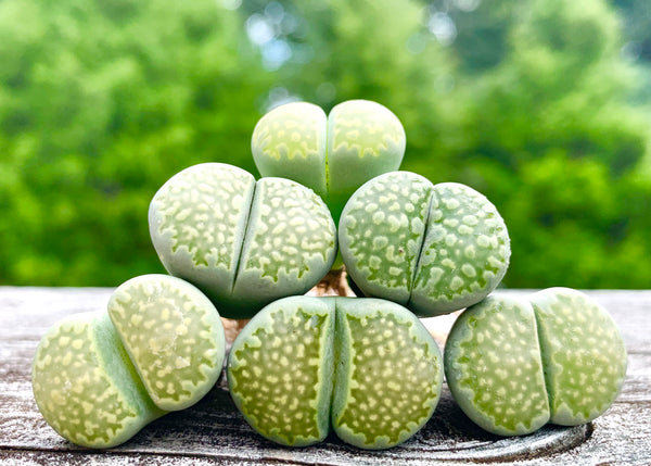 Lithops Julii subs. Fulleri C056A - Sold Individually – Micro