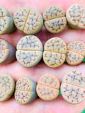 15 Seeds Lithops Karasmontana Bella C143A