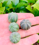 5 Seeds Rare Cactus Euphorbia Obesa