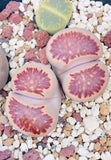 15 Seeds Exotic Lithops Julii Kikushogiyoku