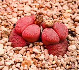 10 Seeds Rare Lithops Bromfieldii Glaudinae 'Ember'