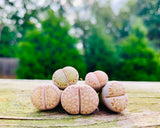 15 Seeds Exotic Lithops Julii C121