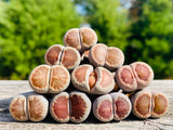15 Seeds Exotic Lithops Julii Kikushogiyoku