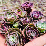 10 Seeds Greenovia Aizoon