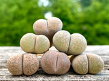 15 Seeds Live Exotic Lithops Localis Mix