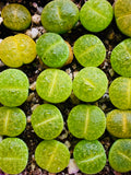 15 Seeds Lithops Lesliei Albinica