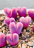 10 Seeds Rare Lithops Optica cv. Rubra