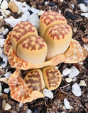 15 Seeds Lithops Dorotheae