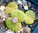 10 Seeds Lithops Bromfieldii var. Sulphurea C362