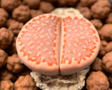15 Seeds Exotic Lithops Julii C121