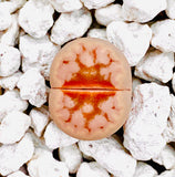 10 Seeds Limited Rare Lithops Julii C183 Hot Lips