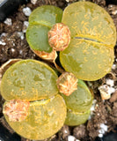 15 Seeds Lithops Lesliei Albinica