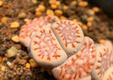 15 Seeds Exotic Lithops Julii C121