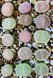 15 Seeds Lithops Olivacea Mix