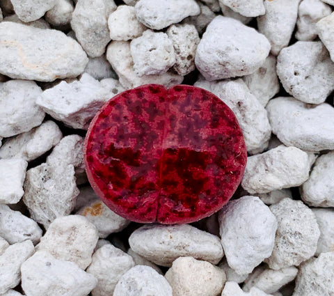 10 Seeds Rare Lithops Bromfieldii Glaudinae 'Ember'