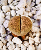 15 Seeds Live Exotic Lithops Localis Mix