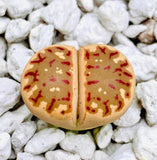 15 Seeds Lithops Dorotheae