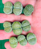 Lithops Julii subs. Fulleri C056A - Sold Individually