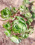 10 Seeds Greenovia Aurea Gran Canaria