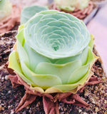 10 Seeds Greenovia Dodrantalis