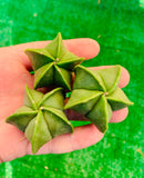 10 Seeds Rare Astrophytum Myriostigma