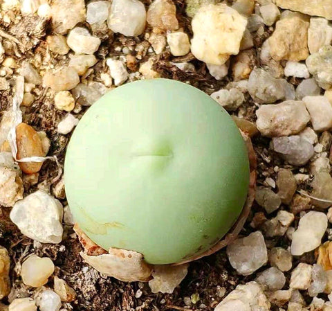 10 Seeds Rare Conophytum Calculus