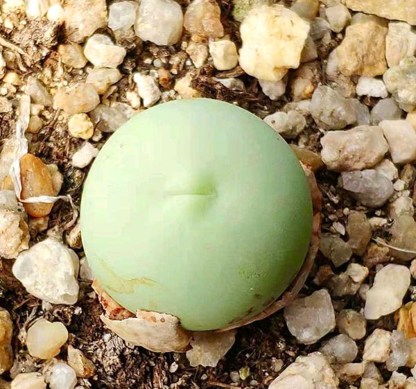Conophytum Cubicum MG1415 – 10 Fresh Seeds, Rare Living Stone Succulent