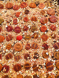 20 Seeds Lithops Aucampiae Mix