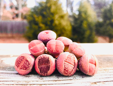 Rare Lithops Aucampiae Ruby Red - Sold individually