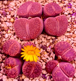 10 Seeds Rare Lithops Bromfieldii Glaudinae 'Ember'