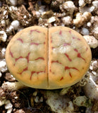 15 Seeds Lithops Karasmontana Bella C143A