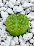 10 Seeds Lithops Bromfieldii var. Sulphurea C362