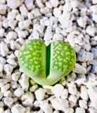 10 Seeds Lithops Julii subs. Fulleri C056A