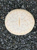 15 Seeds Lithops Pseudotruncatella Mix
