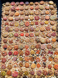 20 Seeds Lithops Aucampiae Mix