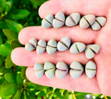 10 Lapidaria Margaretae Seeds