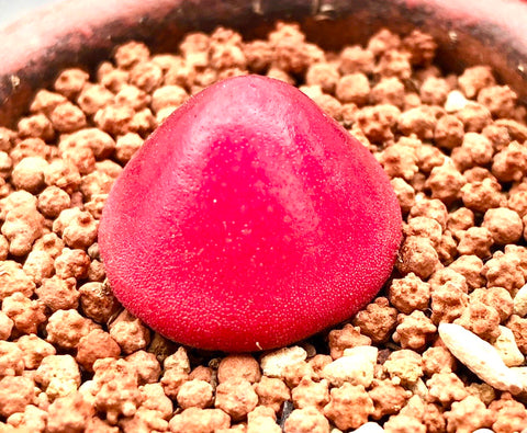 10 Seeds Rare Conophytum burgeri Mix