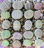 15 Seeds Lithops Olivacea Mix