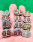 Lithops Rare Julii Kikushogiyoku - Sold Individually
