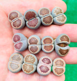 Lithops Rare Julii Kikushogiyoku - Sold Individually